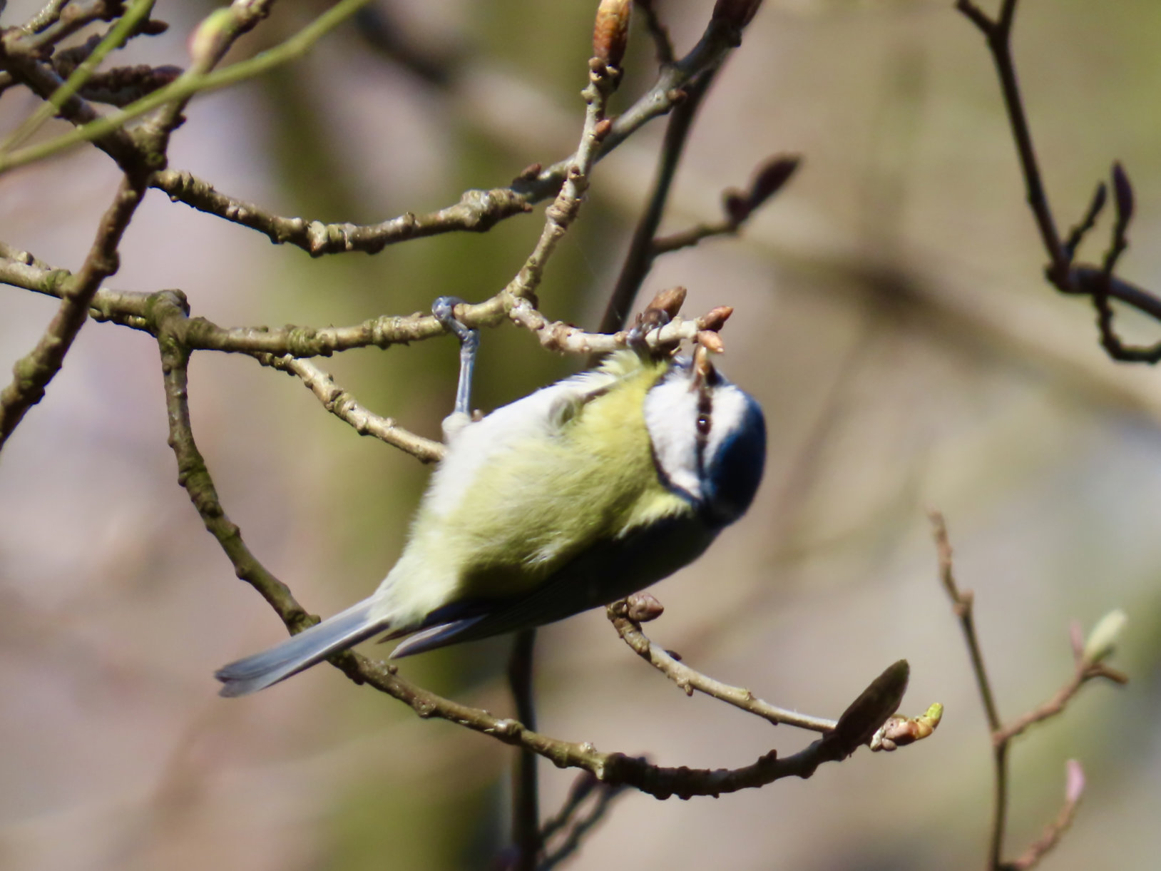Blue Tit (Cyanistes caeruleus) hanging upside down to feed on buds.