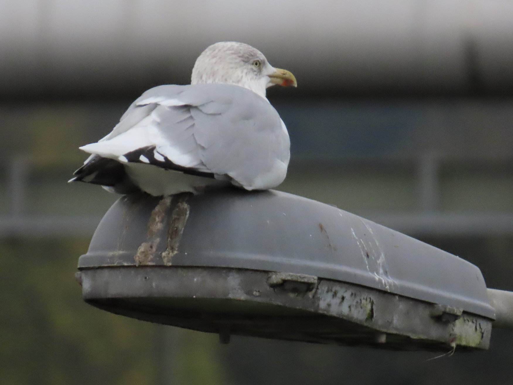 European herring gull (Larus argentatus) sat on top of a streetlamp.