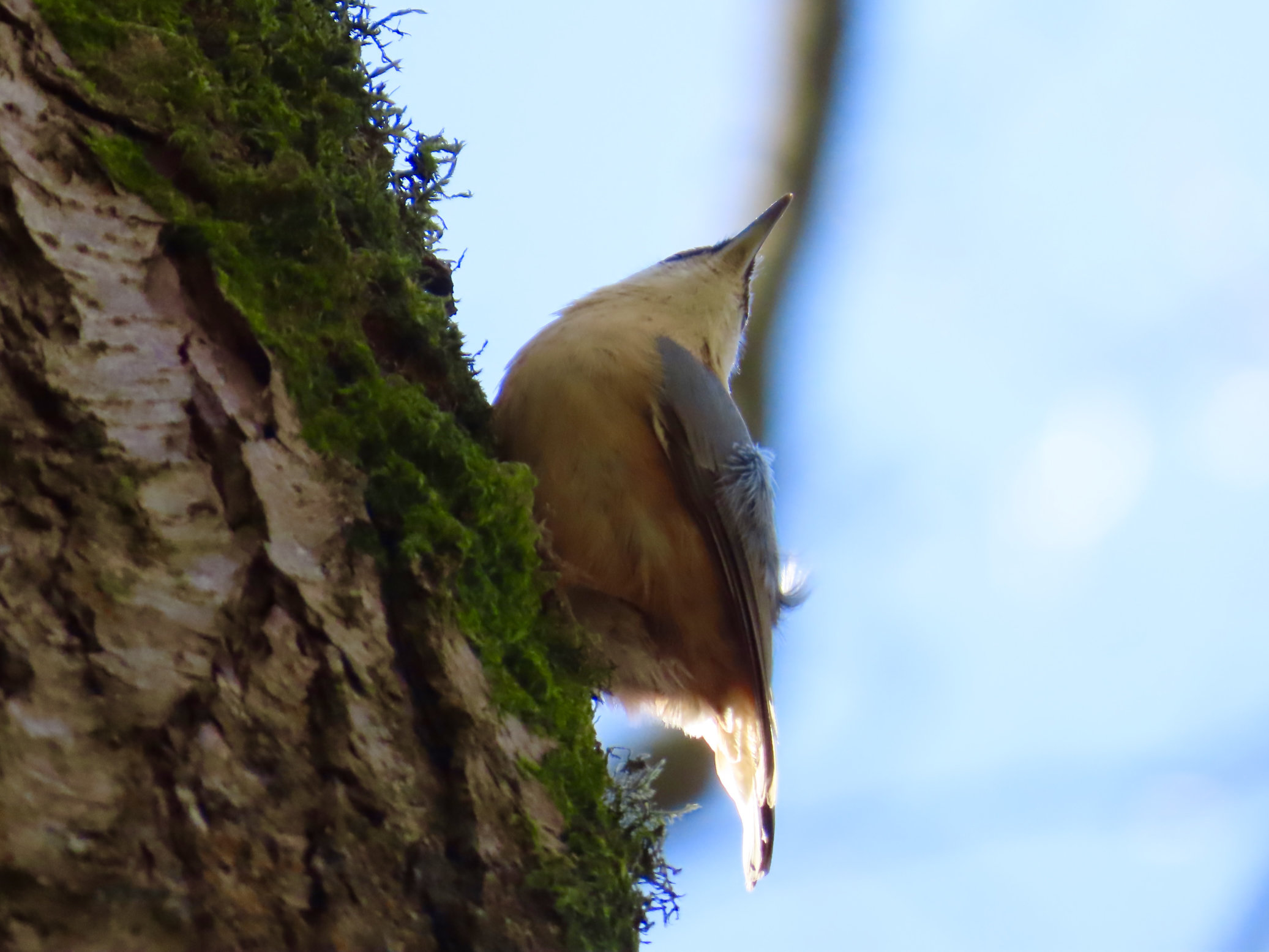 Nuthatch (Sitta europaea) perched on a tree trunk.