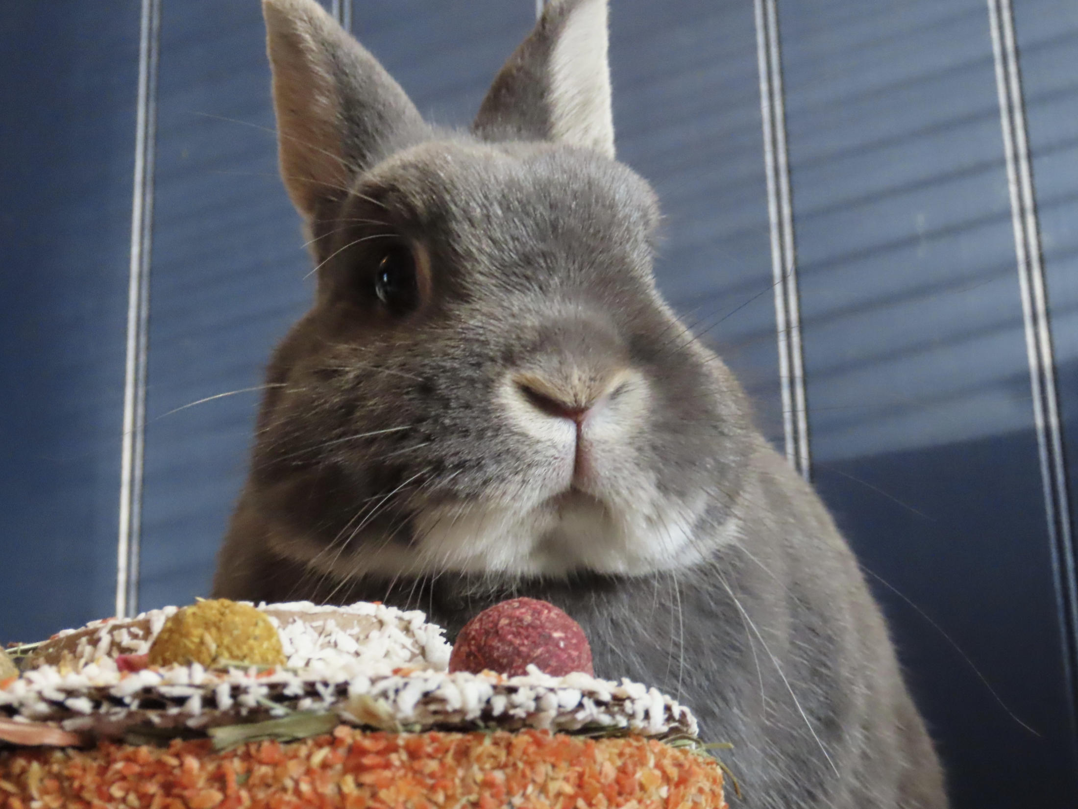 My rabbit, Theodore, with his 9th birthday cake.