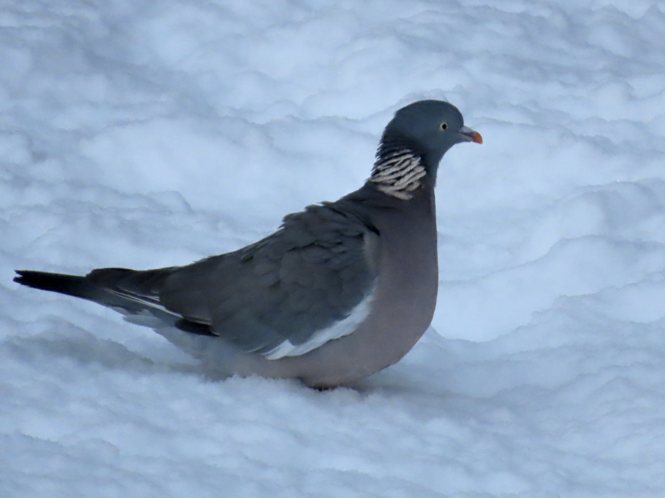 Common wood pigeon (Columba palumbus) walking in snow.